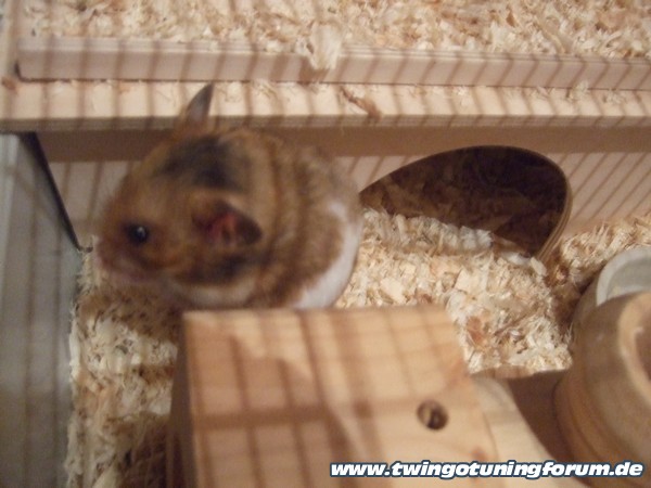 [Bild: twingo-11038182645-rCL.jpg]