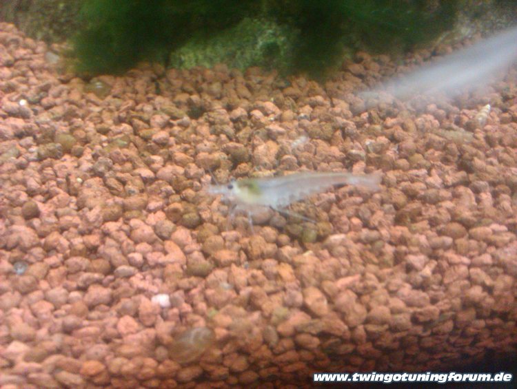 [Bild: twingo-11042075316-VA1.jpg]