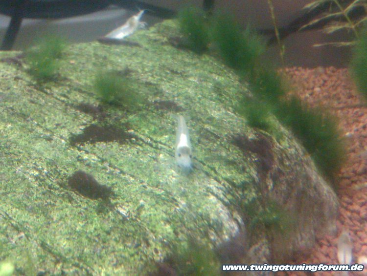 [Bild: twingo-11042075428-QKI.jpg]